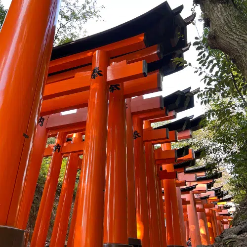 Torii Gates in Kyoto, Japan