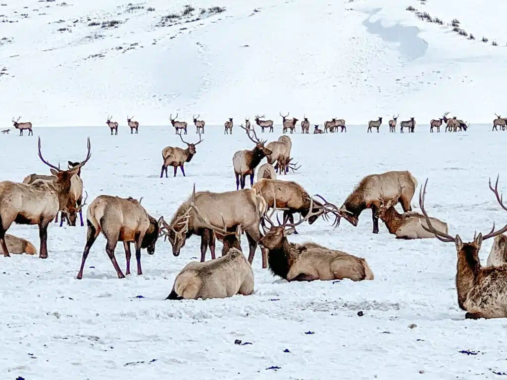 A herd of elk at the National Elk Refuge in the winter in Jackson Hole, WY