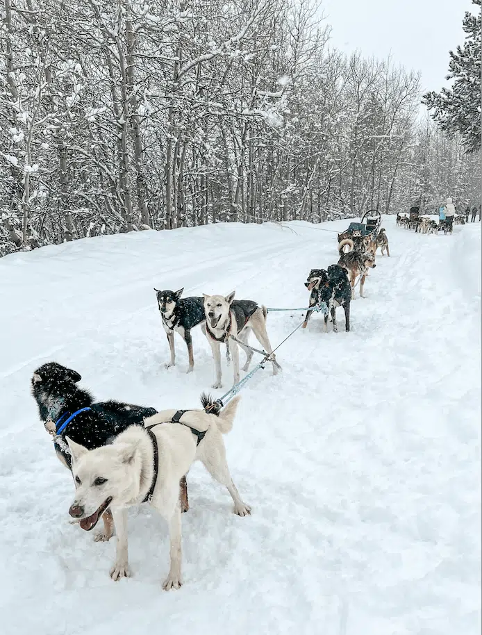 Sled dogs taking a break in Bridger-Teton National Forest in Wyoming