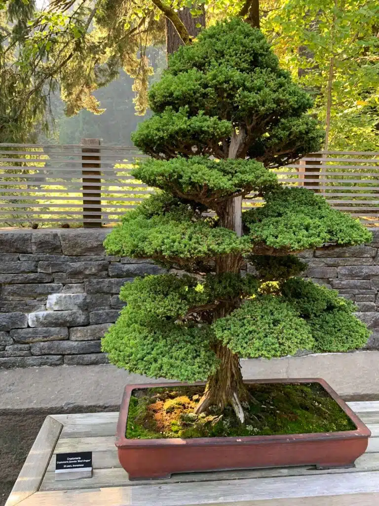 Bonsai Tree at the Japanese Garden in Portland, Oregon