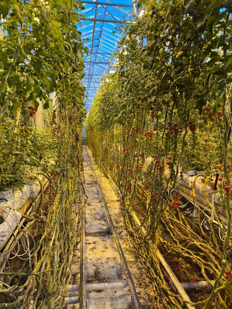 Tomato greenhouse in Iceland