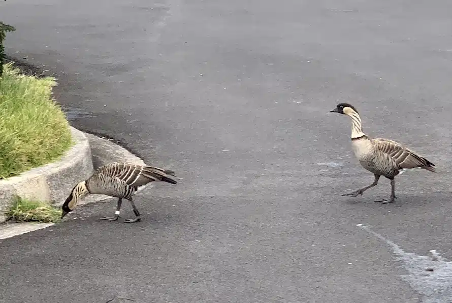 Nenes in Maui