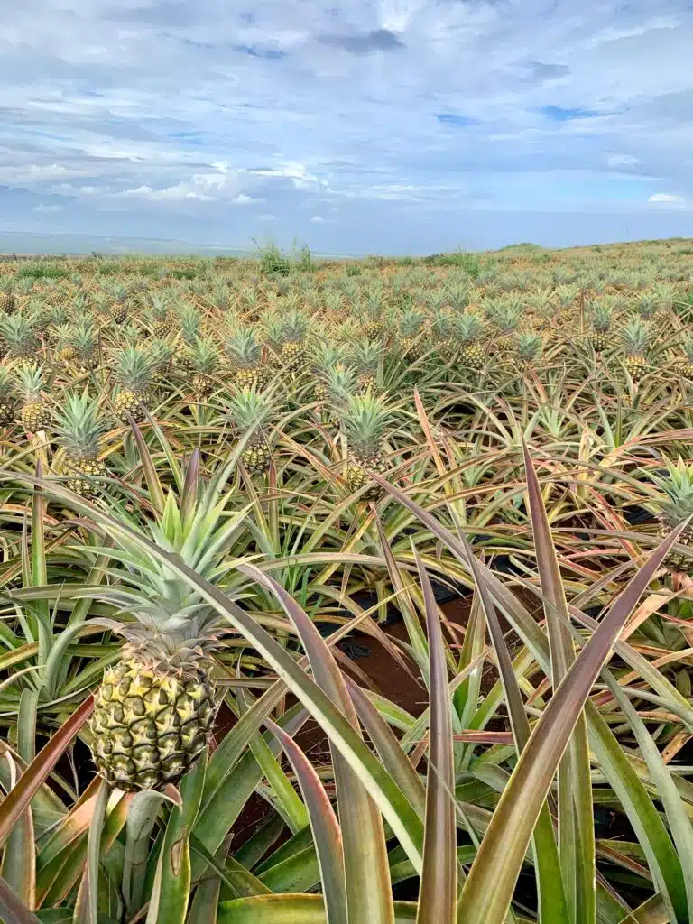 Pineapple field in Maui