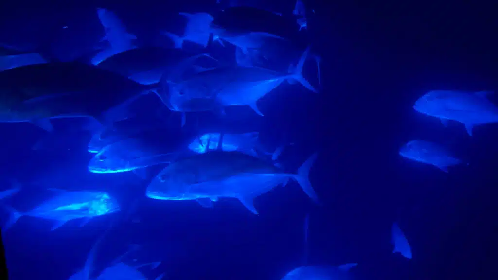 Giant Trevally outside the window of our Reefsuite room