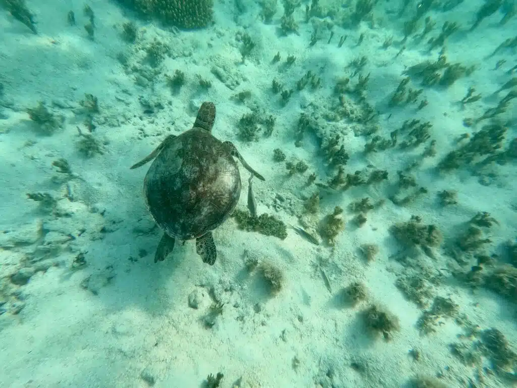 Seat turtle at Hardy Reef in Australia