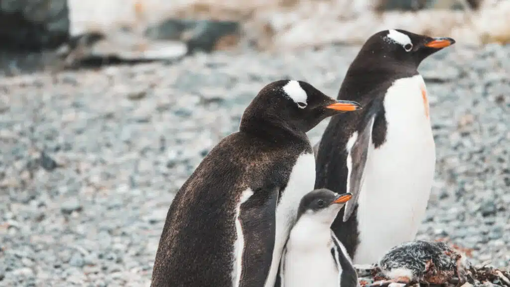 Adele penguins and their chick in Antarctica