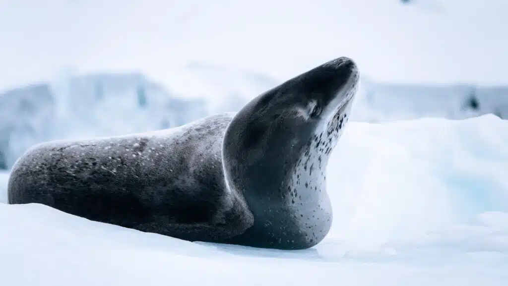 Leopard seal in Antarctica