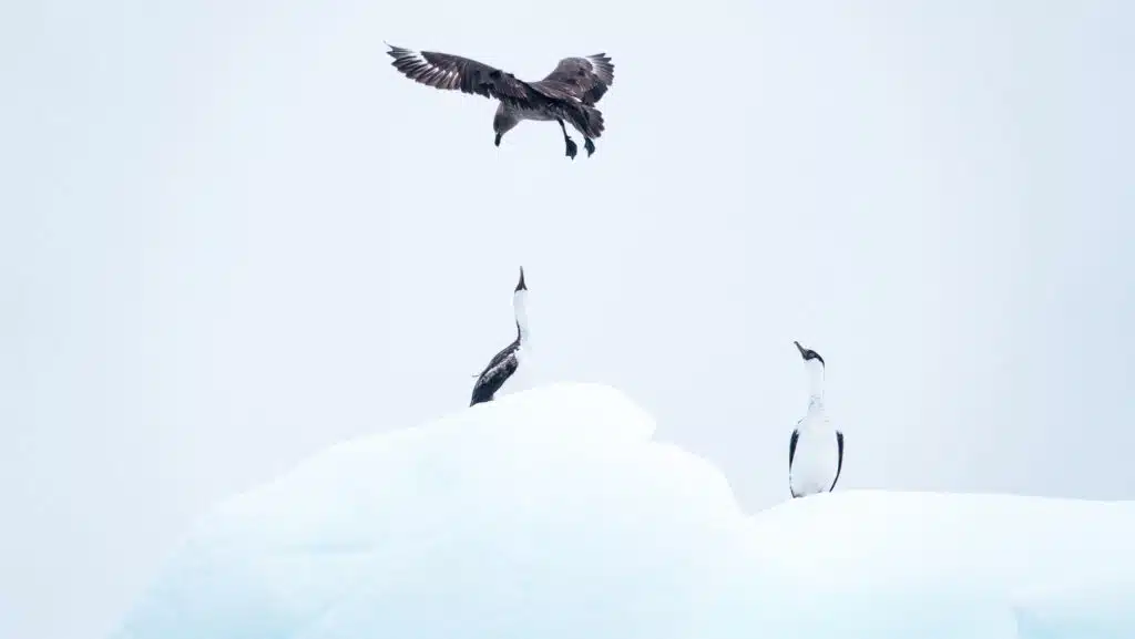 Birds in Antarctica on an iceberg