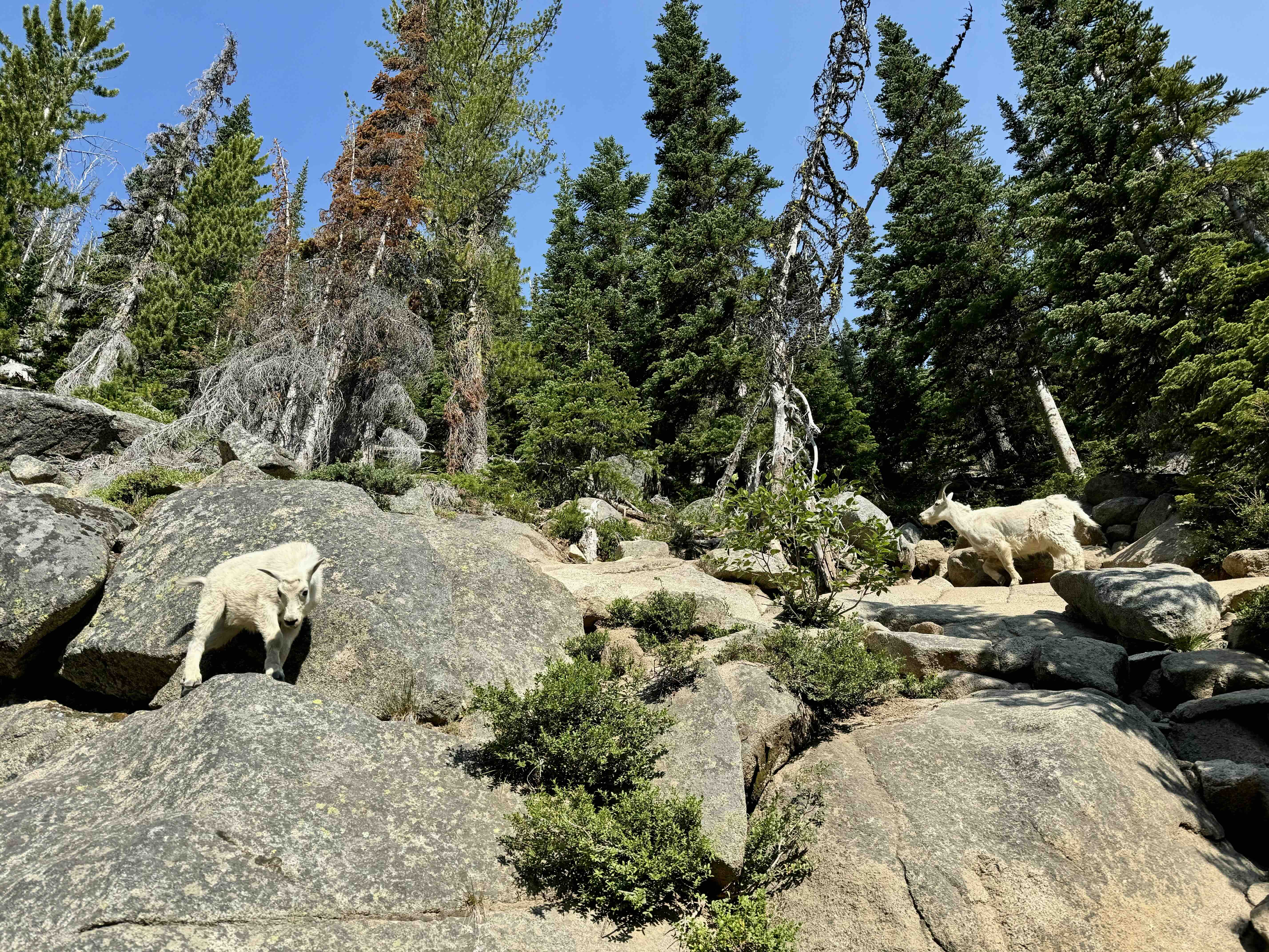 Mountain goats in the Enchantments 