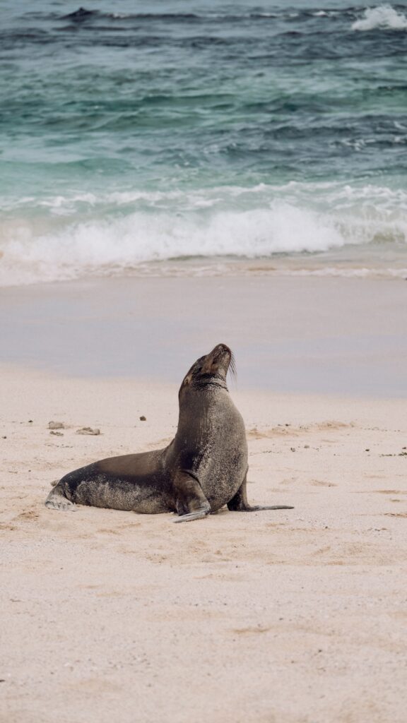 Sea lion in the Galapagos 