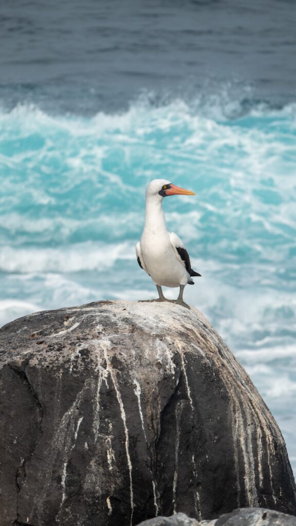 Nazca booby