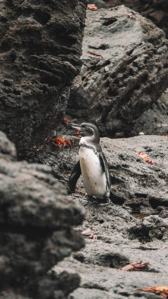 Galapagos Penguin - photo taken with a Sony RX10i