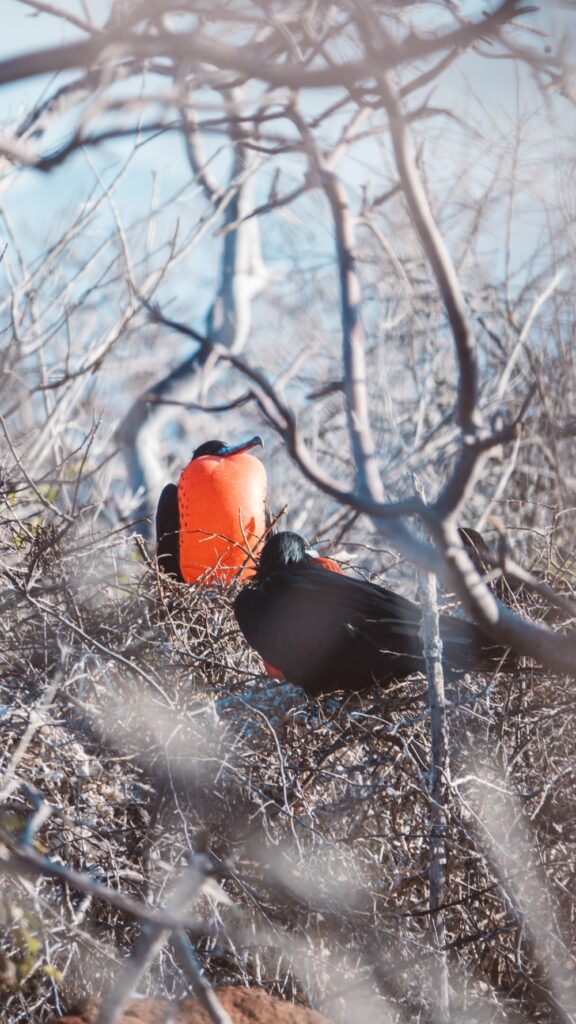 Magnificent frigatebird in the Galapagos