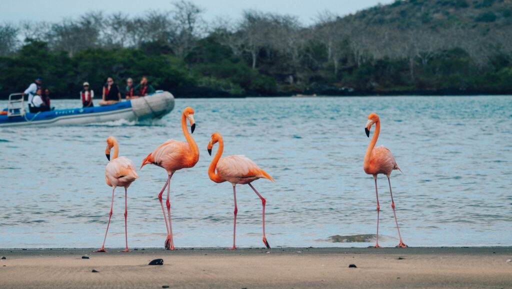 4 flamingos in the Galapagos Islands with a zodiac full of tourists in the background