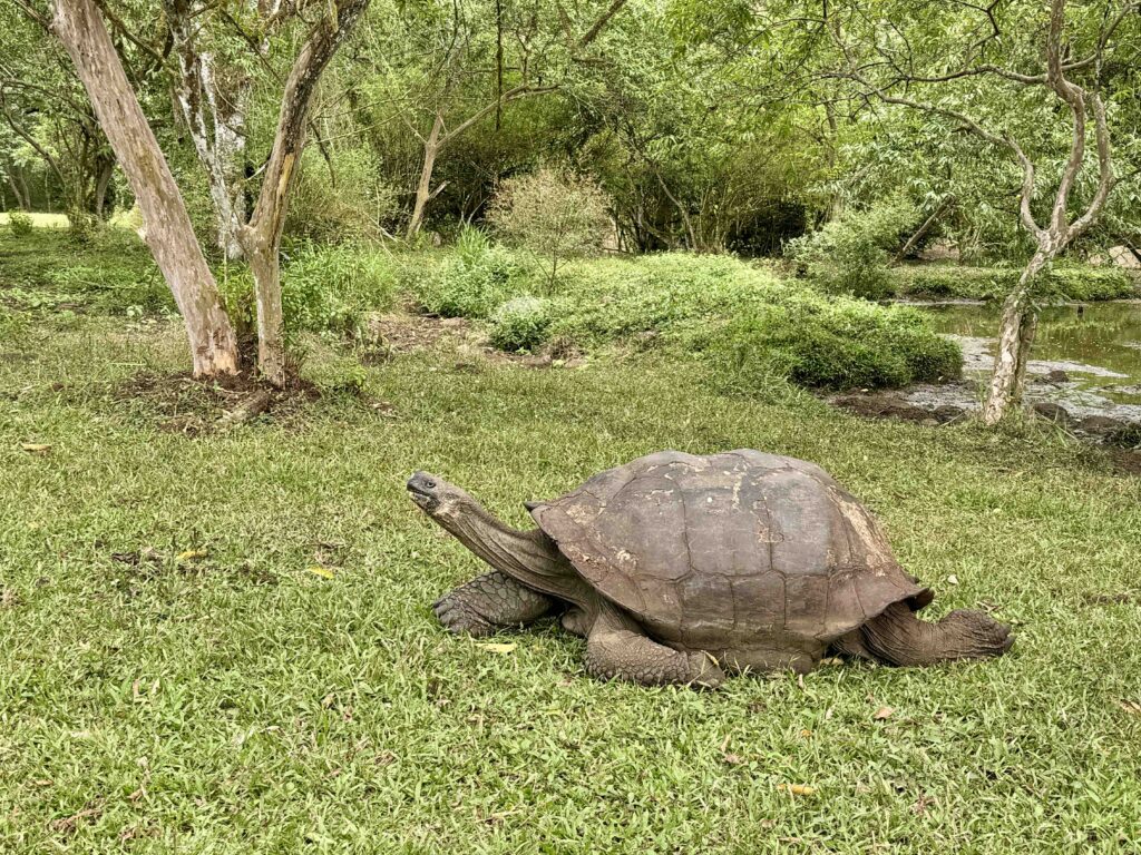 Giant Tortoise on Santa Cruz Island in the Galapagos