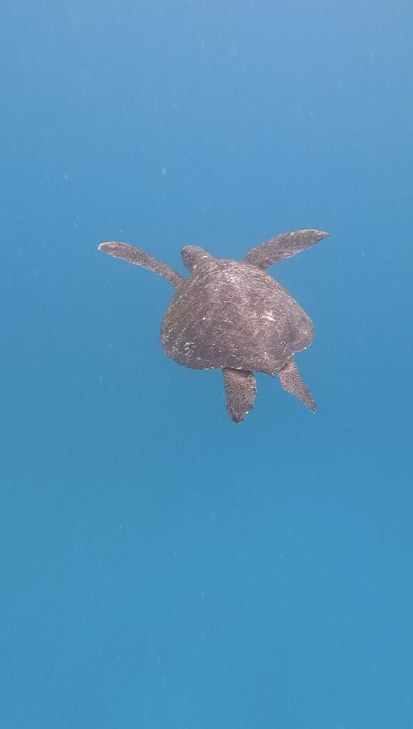 Green Pacific Sea Turtle in the Galapagos