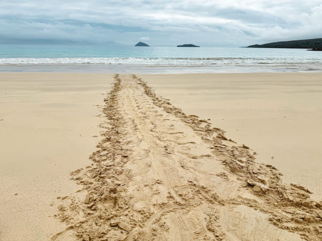 one of the top tips for visiting the Galapagos is to leave no trace, but pictures of the turtle tracks are just fine