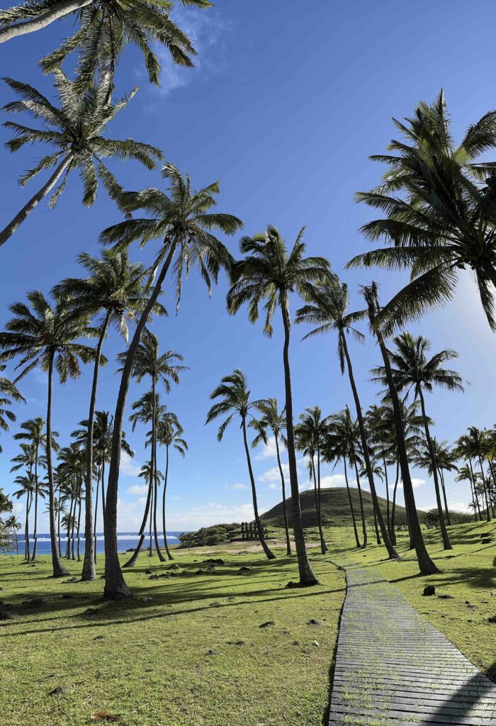 Palm trees at Anakena in Easter Island