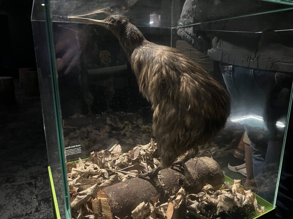 A taxidermied kiwi encased in glass at the National Kiwi Hatchery in New Zealand