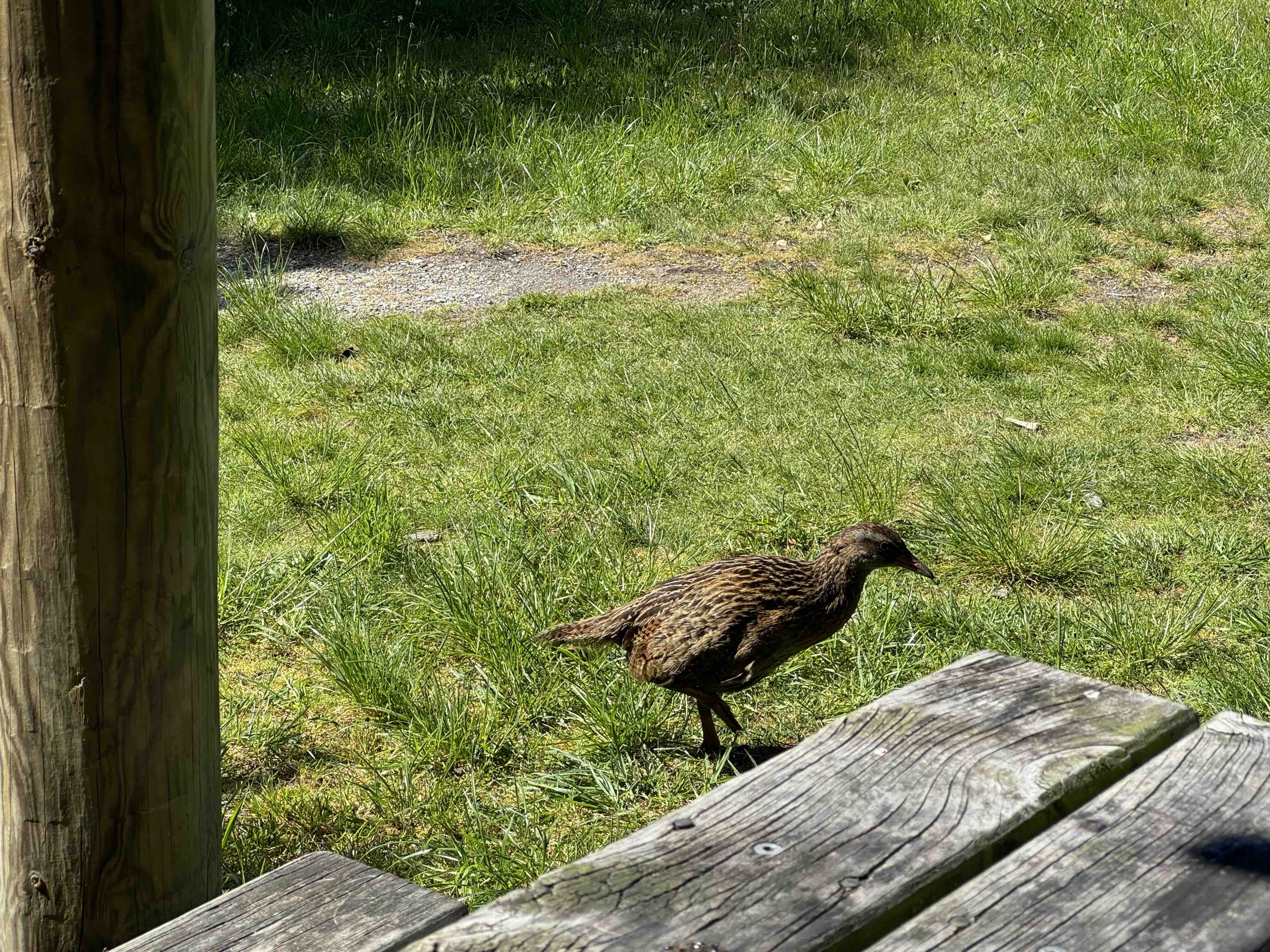 Buff weka bird on Mou Waho Island