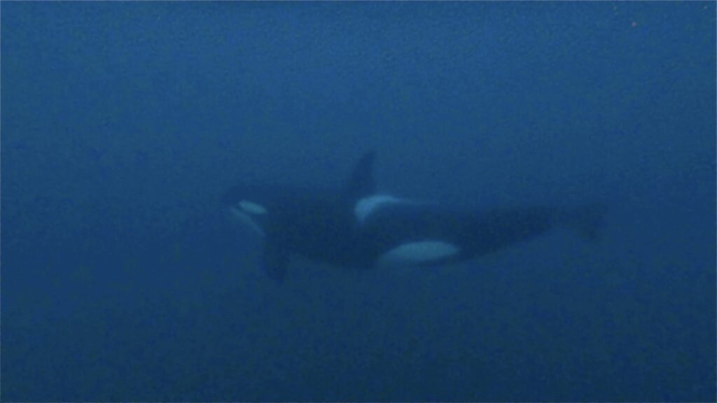 Snorkeling with orcas