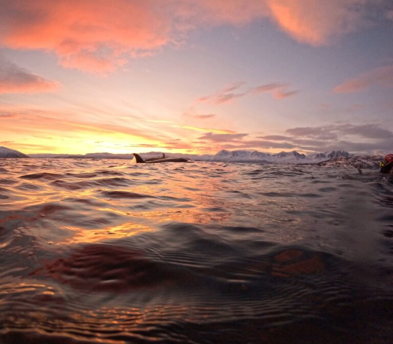 Orcas just above the waterline under a cotton candy sky in Norway