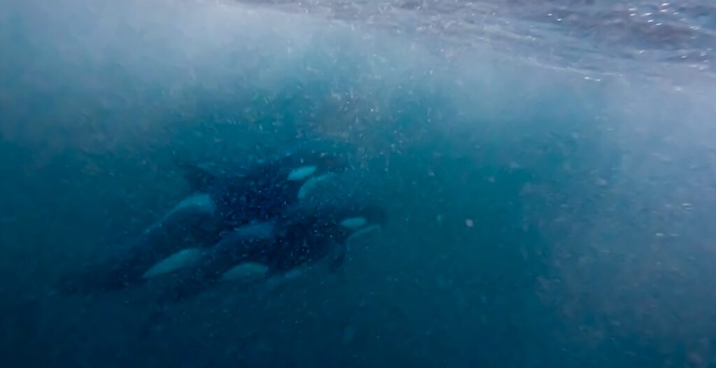 2 orcas underwater, seen when snorkeling with orcas in Norway