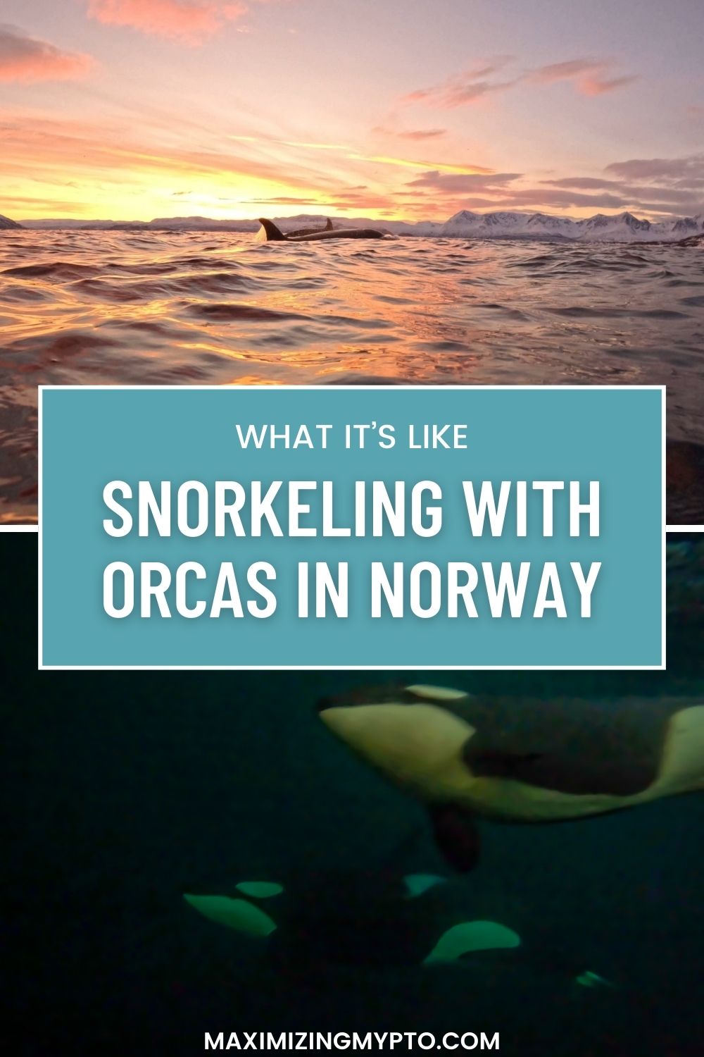 Pinterest pin image for Snorkeling with Orcas in Norway blog post