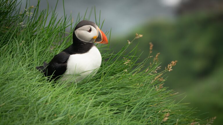 Puffin on Mykines Island in the Faroe Islands