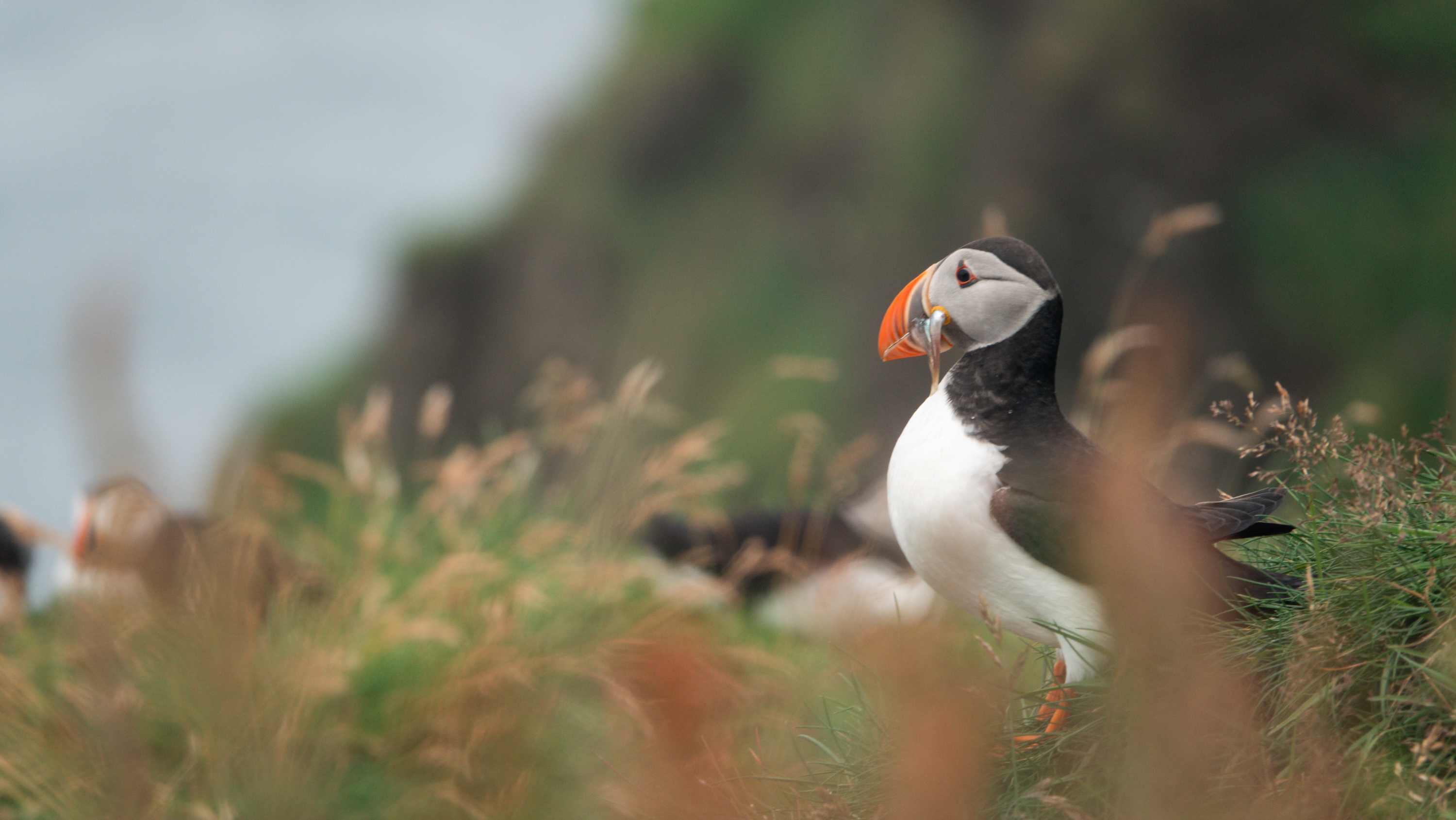 puffin with fish in its mouth