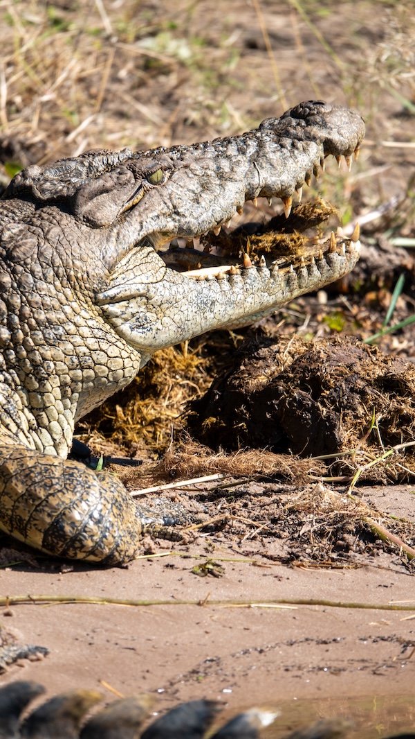 Crocodile at Chobe National Park, Botswana