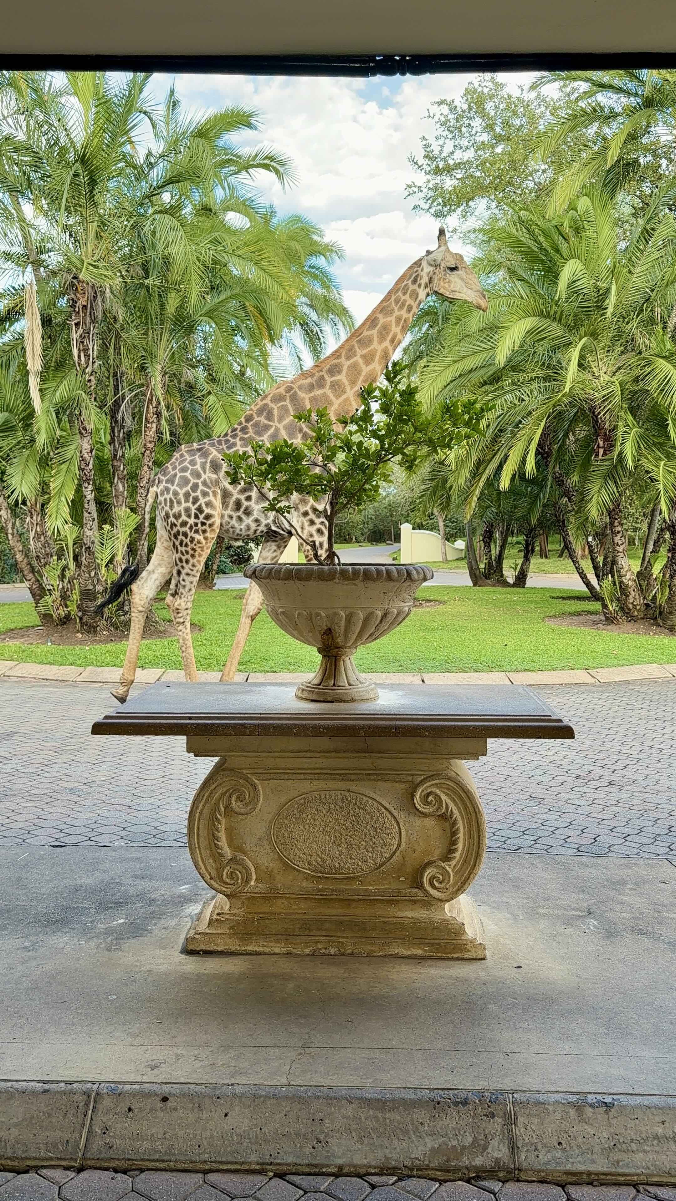 Giraffe strolling the property at Royal Livingstone hotel in Zambia