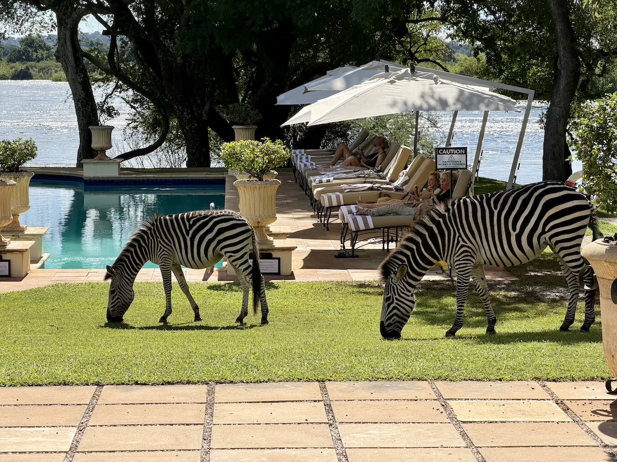 Zebras grazing by the pool at The Royal Livingstone hotel near Victoria Falls